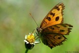 Female Junonia Butterfly
