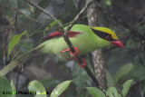 Birds of Fraser's Hill, Pahang
