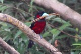 Black-and-red Broadbill