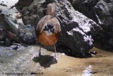 Black-capped Babbler5.jpg