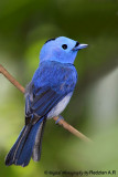 Black-naped Monarch