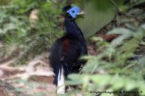 Crested Fireback