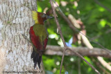 Crimson-winged Woodpecker32.jpg