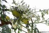 Common Iora eats Moringa Flowers.