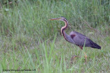 Purple Heron
