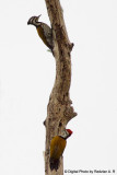 Wood Peckers