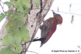 Wood Pecker