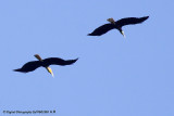 Wreathed Hornbill.jpg