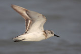 Sanderling