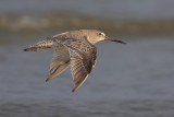 Short-billed Dowitcher