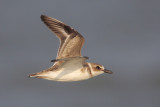 Wilsons Plover