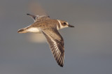 Wilsons Plover