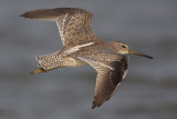 Short-billed Dowitcher