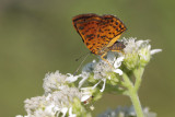 Red-bordered Metalmark F