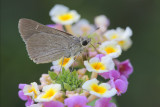 Eufala Skipper