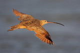 Long-billed Curlew