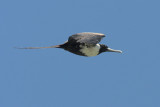 Magnificent Frigatebird