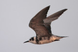 Black Tern
