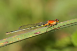 Ramburs Forktail Imm F