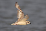 Piping Plover