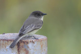 Eastern Phoebe