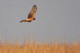 Northern Harrier