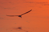 Black Skimmer