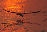 Black Skimmer