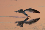 Black Skimmer