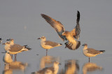 Laughing Gull