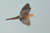 Mourning Dove