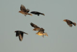 Red-winged Blackbirds, Brown-headed Cowbirds and Dickcissel