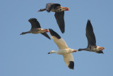 Greater White-fronted Goose and Snow Goose
