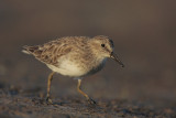 Least Sandpiper