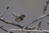 Spotted Towhee