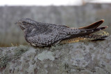 Common Nighthawk