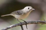 Huttons Vireo