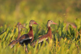 Black-bellied Whistling-Duck