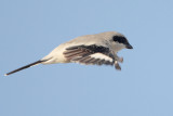 Loggerhead Shrike