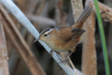 Marsh Wren