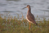 Greater Yellowlegs