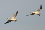 Snow Goose