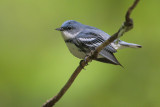 Cerulean Warbler