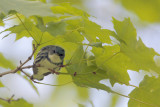 Cerulean Warbler