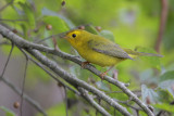 Wilsons Warbler