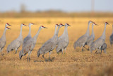 Sandhill Crane