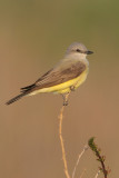 Western Kingbird