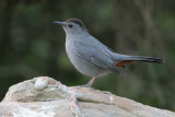 Gray Catbird