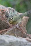 Worm-eating Warbler