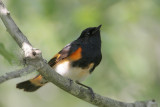 American Redstart